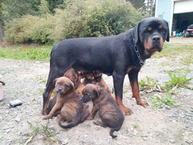 Rottweilermix- pennut, Koirat, Lemmikkieläimet, Joutsa, Tori.fi Rottweilermix- pennut, Koirat, Lemmikkieläimet, Joutsa, Tori.fi