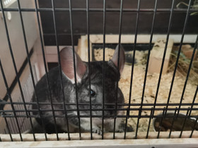 Chinchilla tyttö, Jyrsijät, Lemmikkieläimet, Rovaniemi, Tori.fi Chinchilla tyttö, Jyrsijät, Lemmikkieläimet, Rovaniemi, Tori.fi