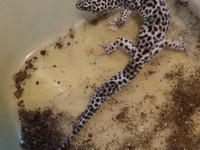 Leopardi gekko