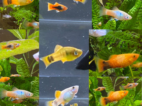 Platyn poikasia 2-3 cm, Kalat ja akvaariot, Lemmikkieläimet, Lempäälä, Tori.fi Platyn poikasia 2-3 cm, Kalat ja akvaariot, Lemmikkieläimet, Lempäälä, Tori.fi