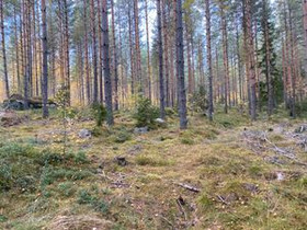 Taatilantie 222, Taatila ja Koski, Paimio, Metsätilat ja maatilat, Paimio, Tori.fi Taatilantie 222, Taatila ja Koski, Paimio, Metsätilat ja maatilat, Paimio, Tori.fi