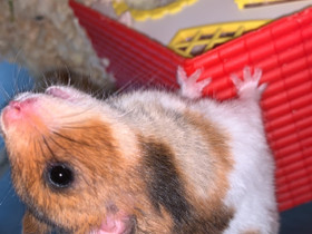 Syyrialainen hamsteri, Jyrsijät, Lemmikkieläimet, Nokia, Tori.fi Syyrialainen hamsteri, Jyrsijät, Lemmikkieläimet, Nokia, Tori.fi