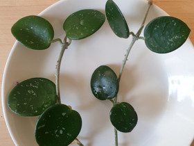 Hoya Mathilde, pistokkaita, Kasvit ja siemenet, Piha ja puutarha, Kotka, Tori.fi Hoya Mathilde, pistokkaita, Kasvit ja siemenet, Piha ja puutarha, Kotka, Tori.fi