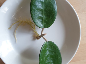 Hoya Parasitica black edge, juurtunut pistokas, Kasvit ja siemenet, Piha ja puutarha, Kotka, Tori.fi Hoya Parasitica black edge, juurtunut pistokas, Kasvit ja siemenet, Piha ja puutarha, Kotka, Tori.fi