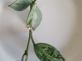 Hoya Crohniana Eskimo, pistokas, Kasvit ja siemenet, Piha ja puutarha, Kotka, Tori.fi Hoya Crohniana Eskimo, pistokas, Kasvit ja siemenet, Piha ja puutarha, Kotka, Tori.fi