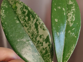 Hoya Pubicalyx silver spots, pistokas, Kasvit ja siemenet, Piha ja puutarha, Kotka, Tori.fi Hoya Pubicalyx silver spots, pistokas, Kasvit ja siemenet, Piha ja puutarha, Kotka, Tori.fi