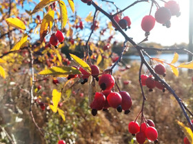 Moniosaaja kausityöhön, CV ja työhakemukset, Oulu, Tori.fi Moniosaaja kausityöhön, CV ja työhakemukset, Oulu, Tori.fi