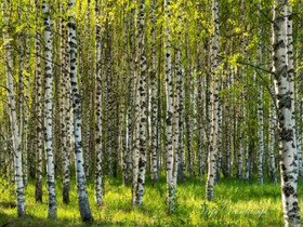 Koivurankaa, Maatalous, Keminmaa, Tori.fi Koivurankaa, Maatalous, Keminmaa, Tori.fi