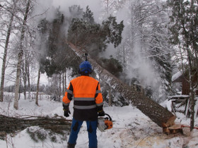 Pihapuiden kaatoa, Palvelut, Mikkeli, Tori.fi Pihapuiden kaatoa, Palvelut, Mikkeli, Tori.fi