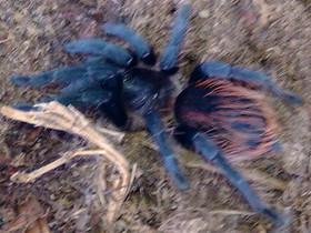 T. Vagans asumuksineen, Muut eläimet, Lemmikkieläimet, Vaasa, Tori.fi T. Vagans asumuksineen, Muut eläimet, Lemmikkieläimet, Vaasa, Tori.fi