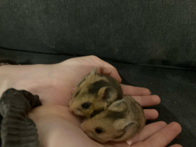 Syyrianhamsterin poikasia, Jyrsijät, Lemmikkieläimet, Iisalmi, Tori.fi Syyrianhamsterin poikasia, Jyrsijät, Lemmikkieläimet, Iisalmi, Tori.fi