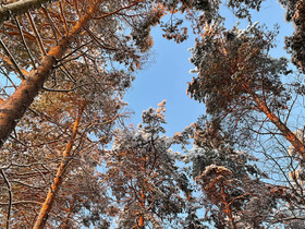 Metsätila Oulun alueelta, Metsätilat ja maatilat, Oulu, Tori.fi Metsätila Oulun alueelta, Metsätilat ja maatilat, Oulu, Tori.fi
