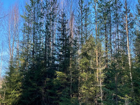 Ryteikköä ilman rakennuksia, Metsätilat ja maatilat, Ilomantsi, Tori.fi Ryteikköä ilman rakennuksia, Metsätilat ja maatilat, Ilomantsi, Tori.fi