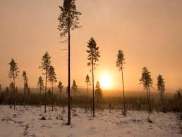 Metsää, Metsätilat ja maatilat, Teuva, Tori.fi Metsää, Metsätilat ja maatilat, Teuva, Tori.fi