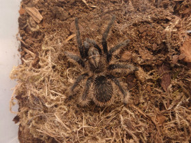 Tliltocatl albopilosus, Muut eläimet, Lemmikkieläimet, Vaasa, Tori.fi Tliltocatl albopilosus, Muut eläimet, Lemmikkieläimet, Vaasa, Tori.fi