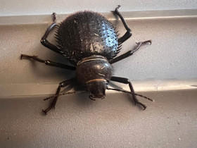 Prionotheca coronata, Muut eläimet, Lemmikkieläimet, Vaasa, Tori.fi Prionotheca coronata, Muut eläimet, Lemmikkieläimet, Vaasa, Tori.fi