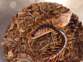 Scolopendra dehaani, Muut eläimet, Lemmikkieläimet, Vaasa, Tori.fi Scolopendra dehaani, Muut eläimet, Lemmikkieläimet, Vaasa, Tori.fi