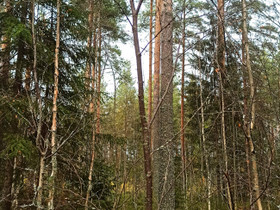 Metsätila 50km Paimiosta, Metsätilat ja maatilat, Paimio, Tori.fi Metsätila 50km Paimiosta, Metsätilat ja maatilat, Paimio, Tori.fi