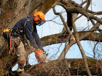 Puiden ja pensaiden leikkaaminen ja karsiminen