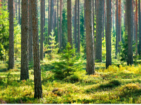 Metsä maatila, Metsätilat ja maatilat, Hirvensalmi, Tori.fi Metsä maatila, Metsätilat ja maatilat, Hirvensalmi, Tori.fi