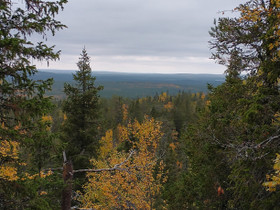 Pieniä metsäpalstoja, Metsätilat ja maatilat, Ilmajoki, Tori.fi Pieniä metsäpalstoja, Metsätilat ja maatilat, Ilmajoki, Tori.fi