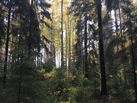 O:Metsätila Etelä-Karjala /Kesälahti, Metsätilat ja maatilat, Imatra, Tori.fi O:Metsätila Etelä-Karjala /Kesälahti, Metsätilat ja maatilat, Imatra, Tori.fi