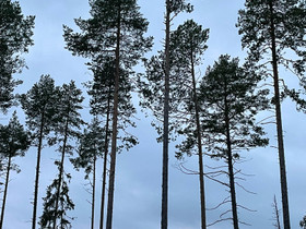 O: Pieni puuhapalsta, Metsätilat ja maatilat, Kajaani, Tori.fi O: Pieni puuhapalsta, Metsätilat ja maatilat, Kajaani, Tori.fi