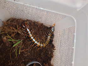 Scolopendra morsitaans, Muut eläimet, Lemmikkieläimet, Vaasa, Tori.fi Scolopendra morsitaans, Muut eläimet, Lemmikkieläimet, Vaasa, Tori.fi