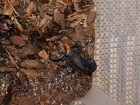 Androctonus bicolor, Muut eläimet, Lemmikkieläimet, Vaasa, Tori.fi Androctonus bicolor, Muut eläimet, Lemmikkieläimet, Vaasa, Tori.fi