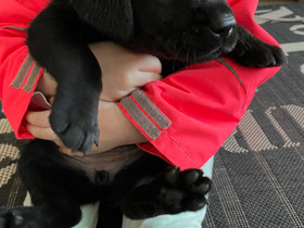 Labradorin noutajan pentuja, Koirat, Lemmikkieläimet, Seinäjoki, Tori.fi Labradorin noutajan pentuja, Koirat, Lemmikkieläimet, Seinäjoki, Tori.fi