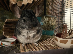 Chinchillat + häkki ja tarvikkeet, Jyrsijät, Lemmikkieläimet, Rovaniemi, Tori.fi Chinchillat + häkki ja tarvikkeet, Jyrsijät, Lemmikkieläimet, Rovaniemi, Tori.fi