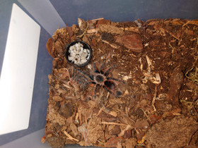 Pamphobeteus sp Mascara, Muut eläimet, Lemmikkieläimet, Vaasa, Tori.fi Pamphobeteus sp Mascara, Muut eläimet, Lemmikkieläimet, Vaasa, Tori.fi