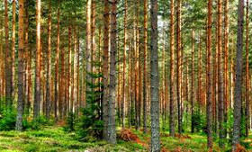 Mustialan yhteismetsä, Loimaa, Metsätilat ja maatilat, Loimaa, Tori.fi Mustialan yhteismetsä, Loimaa, Metsätilat ja maatilat, Loimaa, Tori.fi