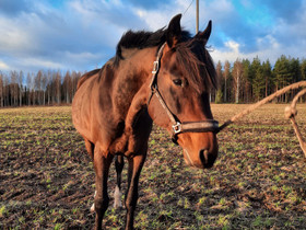 Hevonen lv ori, Hevoset ja ponit, Hevoset ja hevosurheilu, Hankasalmi, Tori.fi Hevonen lv ori, Hevoset ja ponit, Hevoset ja hevosurheilu, Hankasalmi, Tori.fi