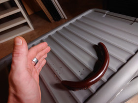 Ophistreptus guineensis, Muut eläimet, Lemmikkieläimet, Vaasa, Tori.fi Ophistreptus guineensis, Muut eläimet, Lemmikkieläimet, Vaasa, Tori.fi