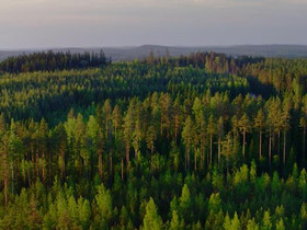 Maa-/metsätila/ tontti, Tontit, Lahti, Tori.fi Maa-/metsätila/ tontti, Tontit, Lahti, Tori.fi