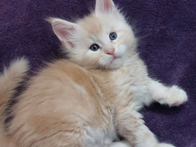Mainecoon kitten uros, Kissat, Lemmikkieläimet, Helsinki, Tori.fi Mainecoon kitten uros, Kissat, Lemmikkieläimet, Helsinki, Tori.fi