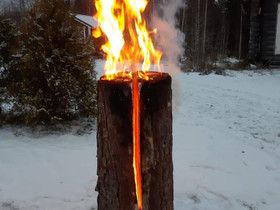 Jätkänkynttilä, Muu piha ja puutarha, Piha ja puutarha, Mikkeli, Tori.fi Jätkänkynttilä, Muu piha ja puutarha, Piha ja puutarha, Mikkeli, Tori.fi