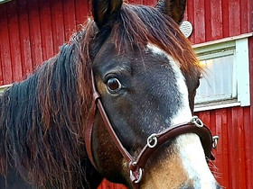 BB kapsoni Full kokoa, Satulat ja varusteet, Hevoset ja hevosurheilu, Kotka, Tori.fi BB kapsoni Full kokoa, Satulat ja varusteet, Hevoset ja hevosurheilu, Kotka, Tori.fi
