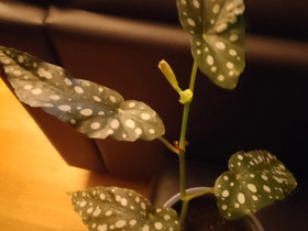 Pilkkubegonia, Kasvit ja siemenet, Piha ja puutarha, Mikkeli, Tori.fi Pilkkubegonia, Kasvit ja siemenet, Piha ja puutarha, Mikkeli, Tori.fi