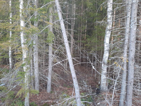 Metsätila, Metsätilat ja maatilat, Pori, Tori.fi Metsätila, Metsätilat ja maatilat, Pori, Tori.fi