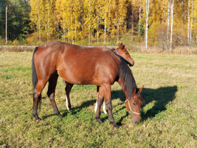 Lv tamma, Hevoset ja ponit, Hevoset ja hevosurheilu, Vimpeli, Tori.fi Lv tamma, Hevoset ja ponit, Hevoset ja hevosurheilu, Vimpeli, Tori.fi