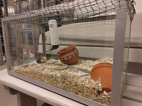 Terraario, Muut eläintarvikkeet, Lemmikkieläimet, Lahti, Tori.fi Terraario, Muut eläintarvikkeet, Lemmikkieläimet, Lahti, Tori.fi