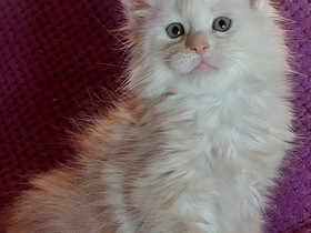 Mainecoon naaras, Kissat, Lemmikkieläimet, Helsinki, Tori.fi Mainecoon naaras, Kissat, Lemmikkieläimet, Helsinki, Tori.fi