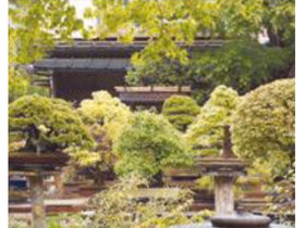 Bonsai-kirja, Harrastekirjat, Kirjat ja lehdet, Lappeenranta, Tori.fi Bonsai-kirja, Harrastekirjat, Kirjat ja lehdet, Lappeenranta, Tori.fi
