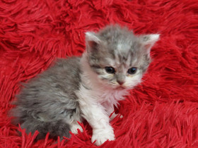 Selkirk rex, Kissat, Lemmikkieläimet, Lappeenranta, Tori.fi Selkirk rex, Kissat, Lemmikkieläimet, Lappeenranta, Tori.fi