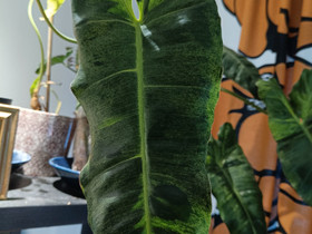 Philodendron Parasoide Verde, Kasvit ja siemenet, Piha ja puutarha, Helsinki, Tori.fi Philodendron Parasoide Verde, Kasvit ja siemenet, Piha ja puutarha, Helsinki, Tori.fi