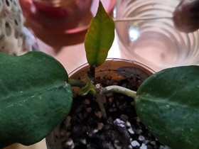 Hoya cv. patricia, Kasvit ja siemenet, Piha ja puutarha, Jyväskylä, Tori.fi Hoya cv. patricia, Kasvit ja siemenet, Piha ja puutarha, Jyväskylä, Tori.fi