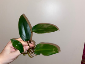 Philodendron pistokas, Kasvit ja siemenet, Piha ja puutarha, Oulu, Tori.fi Philodendron pistokas, Kasvit ja siemenet, Piha ja puutarha, Oulu, Tori.fi