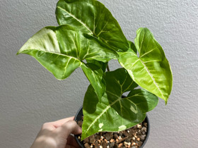 Syngonium Panda, Kasvit ja siemenet, Piha ja puutarha, Kirkkonummi, Tori.fi Syngonium Panda, Kasvit ja siemenet, Piha ja puutarha, Kirkkonummi, Tori.fi